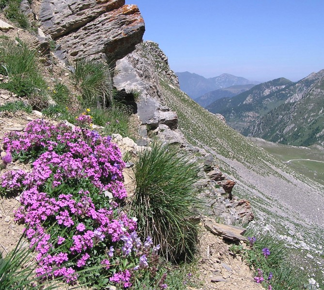 Saponaria ocymoides / Saponaria rossa